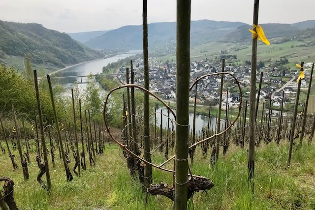 © Laura Oehms Blick auf den Weinberg und die Mosel